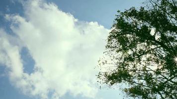 disparar las ramas contra el cielo en cámara lenta. un poco nublado el viento sopla la bandera ondeando en el viento. brisa fresca que sopla en el parque video