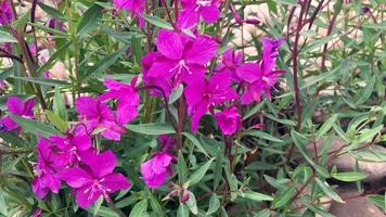 Chamaenerion latifolium or Epilobium latifolium video