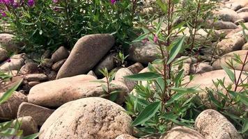 chamaenerion latifolium of epilobium latifolium video