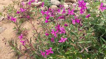 Chamaenerion latifolium or Epilobium latifolium video