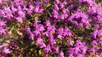Blooming thyme in the wild close up video