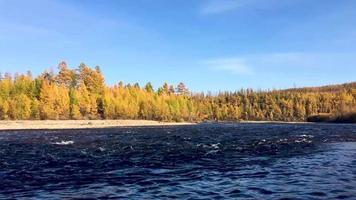 View of the taiga and the flow of the river. Chulman river in autumn in Neryungri. South Yakutia, Russia video