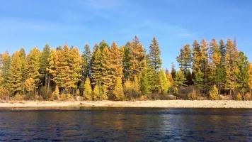 naturskön se på de motsatt Strand. chulman flod i höst i neryungri. söder Yakutia, ryssland video