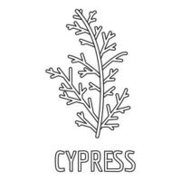 Cypress leaf icon, outline style. vector