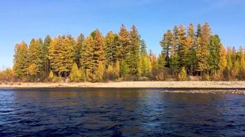 snabb flöde. chulman flod i höst i neryungri. söder Yakutia, ryssland video