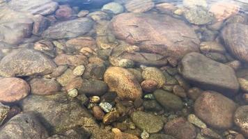 Juvenile fishes in clean river water video