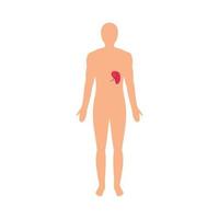 Front view of human spleen icon, flat style vector