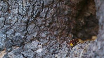 dier insect bij in een boom hol video