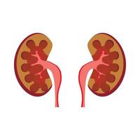 Human kidneys icon, cartoon style vector