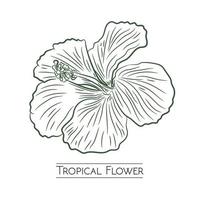 diseño de ilustraciones vectoriales de flores tropicales en estilo dibujado a mano, perfecto para el logotipo de productos de marca, decoración de paredes y diseño de camisetas vector