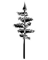 Tall Pine tree in outline. Evergreen forest coniferous spruce tree. Vector illustration on a white background.