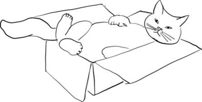 The cat lies in a box, line drawing. vector