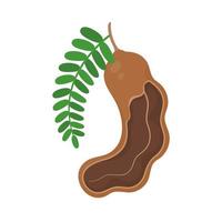Sweet tamarind. A healthy fruit that is high in fiber. Help the digestive system for vegetarians vector