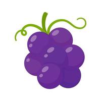 uvas moradas. fruta dulce saludable para vegetarianos. vector