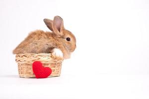 Furry and fluffy cute red brown rabbit erect ears are sitting in the basket and litter red heart placed in front. Isolated on white background. Concept of rodent pet and easter. photo