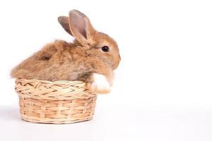 Furry and fluffy cute red brown rabbit erect ears are sitting in basket, isolated on white background. Concept of rodent pet and easter. photo