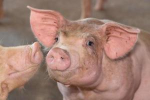 grupo de cerdos que se ven saludables en la granja local de cerdos asean en el ganado. el concepto de agricultura estandarizada y limpia sin enfermedades o condiciones locales que afecten el crecimiento o la fecundidad de los cerdos foto