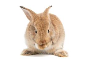 las orejas erguidas de conejo marrón rojo, peludas y esponjosas, están sentadas mirando a la cámara y limpiando el pelaje de las manos, aisladas en fondo blanco. concepto de mascota roedor y pascua. foto