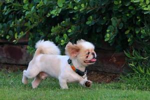 Dog on a walk in the city park. photo