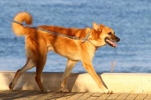 perro en un paseo por el parque de la ciudad. foto