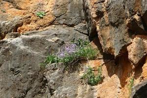 Green plants and flowers grow on rocks and mountain cliffs. photo