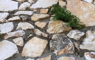 Green plants and flowers grow on rocks and mountain cliffs. photo