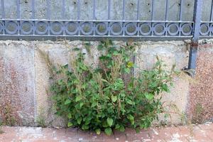 Green plants and flowers grow on rocks and mountain cliffs. photo