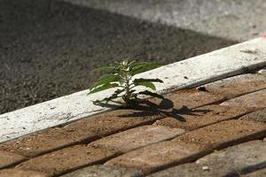 Green plants and flowers grow on rocks and mountain cliffs. photo