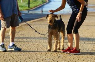 Dog on a walk in the city park. photo