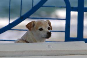 Dog on a walk in the city park. photo