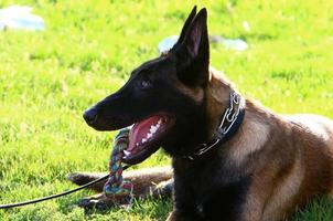 Dog on a walk in the city park. photo