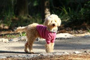 Dog on a walk in the city park. photo