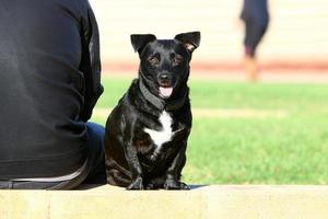 Dog on a walk in the city park. photo