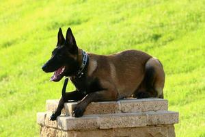 Dog on a walk in the city park. photo