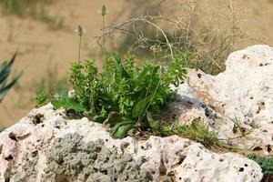 Green plants and flowers grow on rocks and mountain cliffs. photo