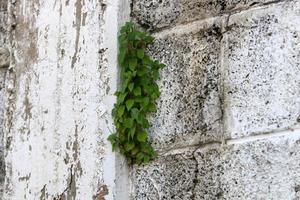 las plantas verdes y las flores crecen en las rocas y los acantilados de las montañas. foto