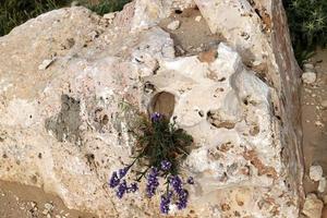 Green plants and flowers grow on rocks and mountain cliffs. photo