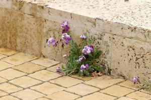 Green plants and flowers grow on rocks and mountain cliffs. photo