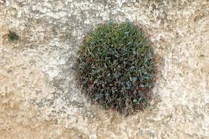 las plantas verdes y las flores crecen en las rocas y los acantilados de las montañas. foto