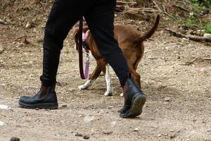 perro en un paseo por el parque de la ciudad. foto