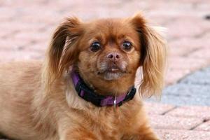 Dog on a walk in the city park. photo