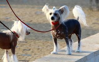 perro en un paseo por el parque de la ciudad. foto