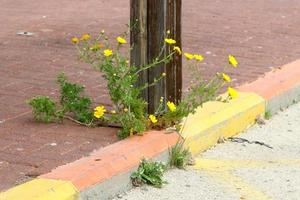 Green plants and flowers grow on rocks and mountain cliffs. photo