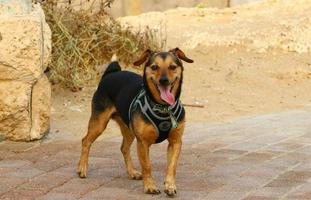 Dog on a walk in the city park. photo