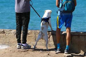 perro en un paseo por el parque de la ciudad. foto