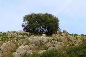 las plantas verdes y las flores crecen en las rocas y los acantilados de las montañas. foto