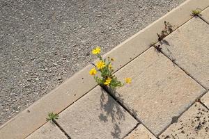 las plantas verdes y las flores crecen en las rocas y los acantilados de las montañas. foto