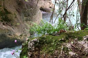 Green plants and flowers grow on rocks and mountain cliffs. photo