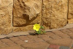 Green plants and flowers grow on rocks and mountain cliffs. photo