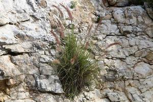 Green plants and flowers grow on rocks and mountain cliffs. photo